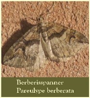 Berberisspanner  Pareulype berberata  